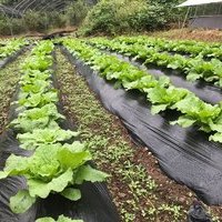 바른먹거리 실천 친환경 김장 담그기 작황 사진