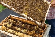 [생명다양성]"벌 80억마리 녹아내리는 걸.." 농약 눈감고 기후 탓하는