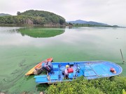 [4대강]“징그러운 녹조…숨 쉴 산소 없으니 강바닥 조개까지 다 죽었어”_한겨레 22072