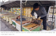 [생명다양성]‘78억 꿀벌 실종’ 1년도 안 됐는데···벌통이 또 비고 있다_경향신문 22
