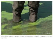 [4대강]녹조 독소가 콧속에서 나왔다_시사인 250320