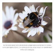 [2026년 생태달력 5월(꿀벌과 곤충)] 3주 : 꿀벌과 곤충이 지구 생태계에 주는 풍요