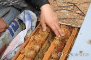 220312. 텅텅 빈 벌통…꿀벌 '집단 실종' 충북 제천까지 북상_연합뉴스